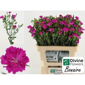 DIANTHUS  'RAFFINE BONAIRE'