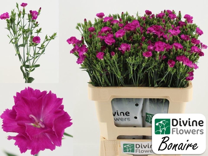 <h4>DIANTHUS  'RAFFINE BONAIRE'</h4>
