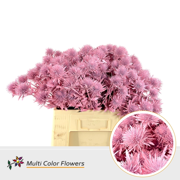 <h4>Eryngium Roze Licht</h4>