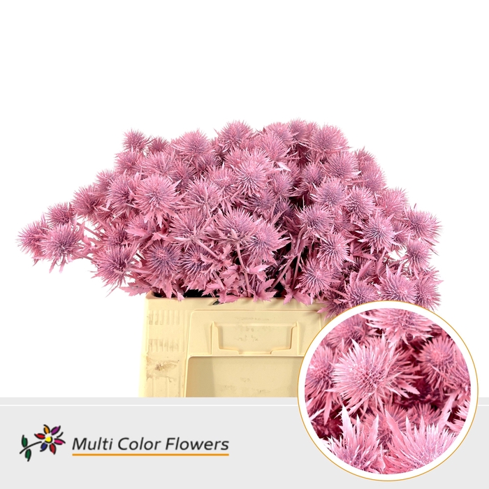 <h4>Eryngium Roze Licht</h4>