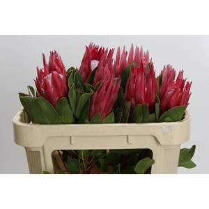 Protea Cynaroides Madiba