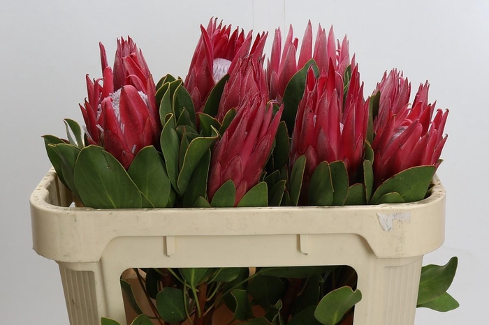 <h4>Protea Cynaroides Madiba</h4>