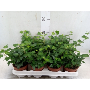 Hedera helix 'Wonder'