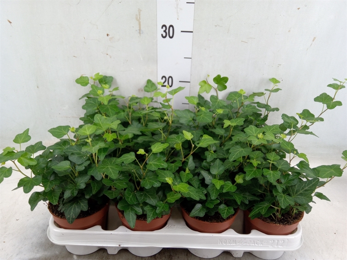 <h4>Hedera helix 'Wonder'</h4>