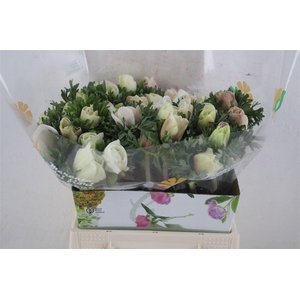 Anem Mistral White Salmon