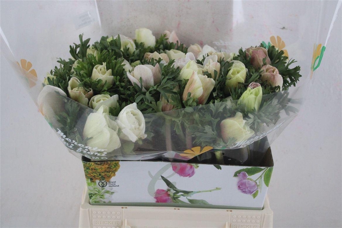 <h4>Anem Mistral White Salmon</h4>