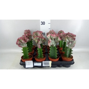 Euphorbia lactea 'Cristata'