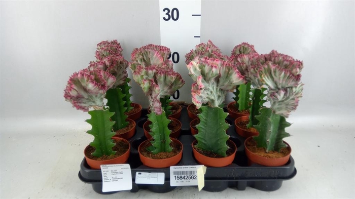 <h4>Euphorbia lactea 'Cristata'</h4>