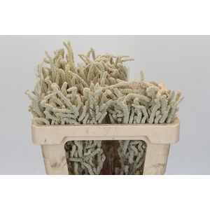 Amaranthus Yearming Desert