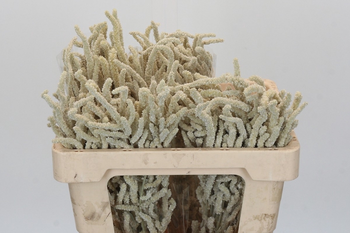 Amaranthus Yearming Desert