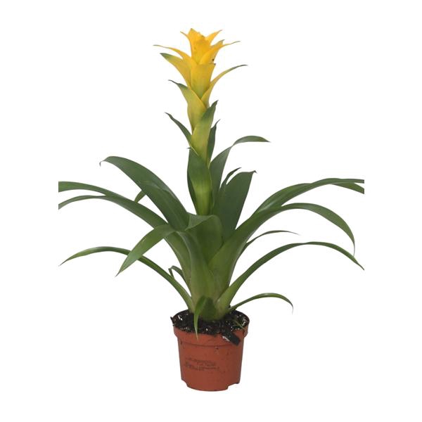 <h4>Guzmania 'Desire'</h4>