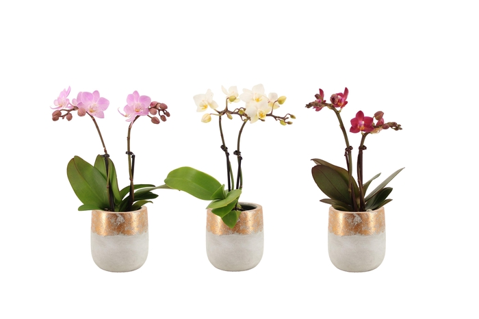 <h4>George Tiny Dolls Mix 2T10+ Aqu@</h4>