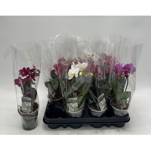 PHAL GEM
