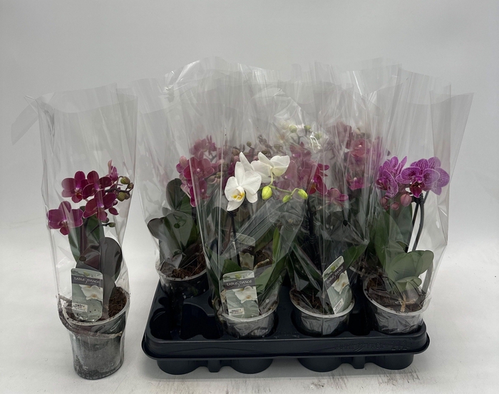 <h4>PHAL GEM</h4>