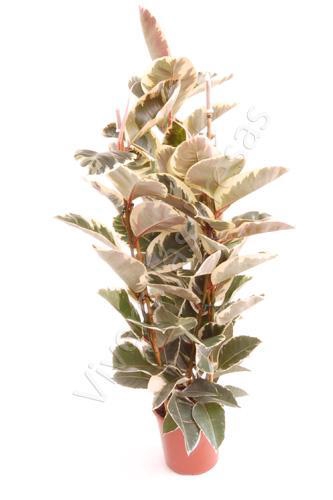 <h4>Ficus elastica 'Tineke'</h4>