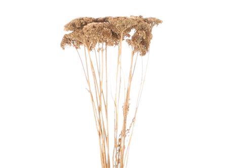 Bunch Achillea Slv 100g L70