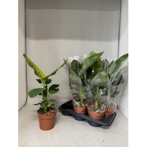 MUSA DWARF CAVENDISH
