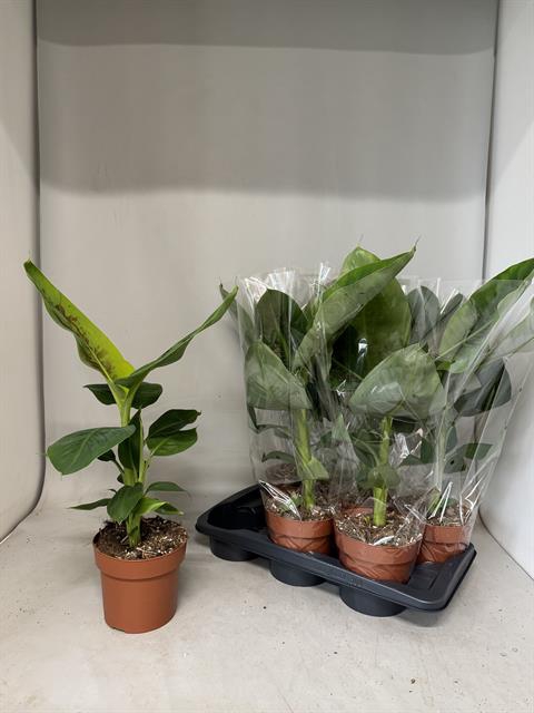 <h4>MUSA DWARF CAVENDISH</h4>
