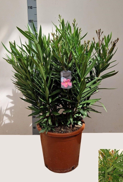 <h4>NERI OLEANDER</h4>