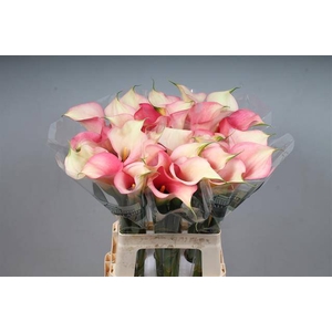 Calla Auckland Kallaland