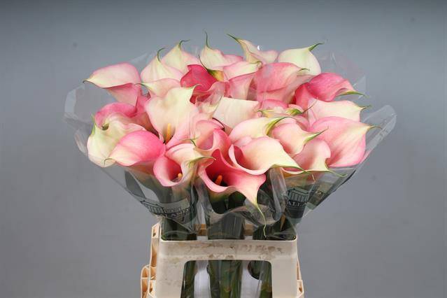 <h4>Calla Auckland Kallaland</h4>