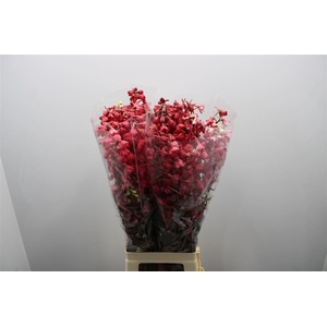 Delph En Be An White Red Dyed