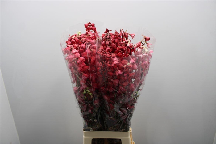 <h4>Delph En Be An White Red Dyed</h4>