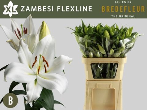 <h4>Li Or Zambesi 1+ Flexline Bredefleur</h4>