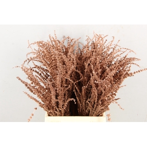 DF Lavender Bs Copper