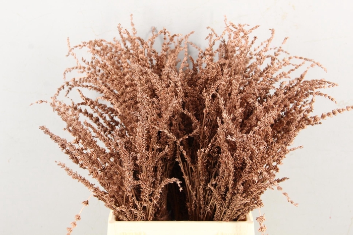 DF Lavender Bs Copper