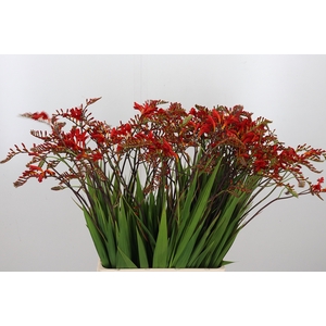 Crocosmia Grbl Lucifer