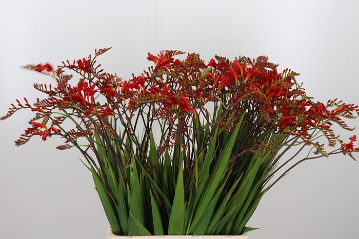 <h4>Crocosmia Grbl Lucifer</h4>