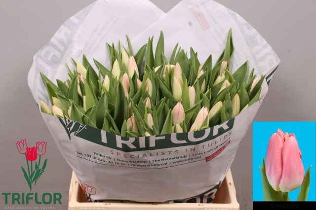 <h4>TU EN DYNASTY</h4>