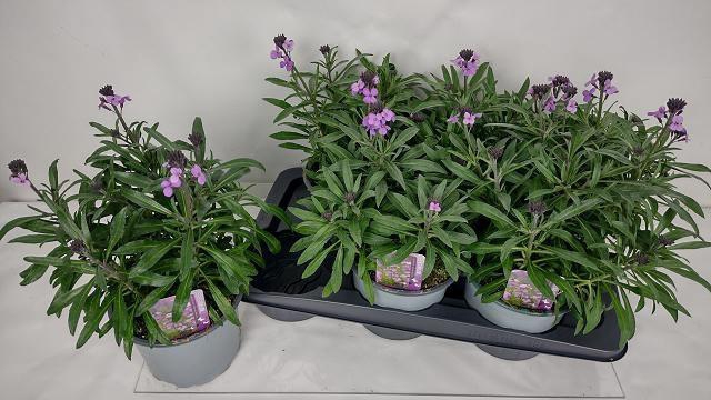 <h4>ERYS BOWLES MAUVE</h4>