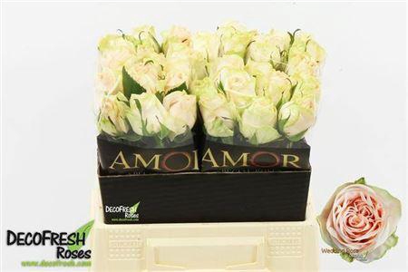 <h4>R Gr Wedding Rose</h4>