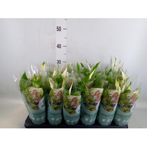 Spathiphyllum  'Chopin'