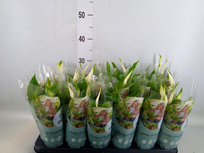 <h4>Spathiphyllum  'Chopin'</h4>