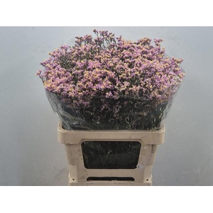 LIMONIUM SIN BLUSH DIAMOND 26 GR.