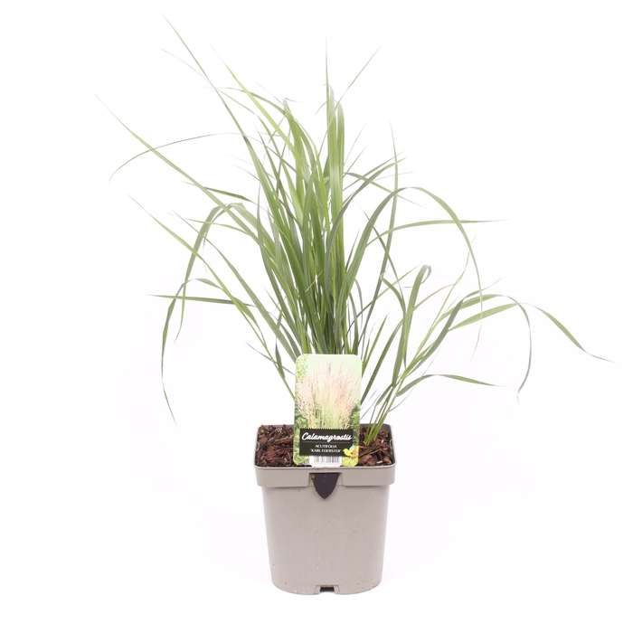 <h4>Calamagrostis x acutiflora 'Karl Foerster'</h4>