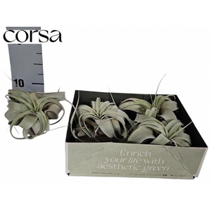 TILLANDSIA XEROGRAPH