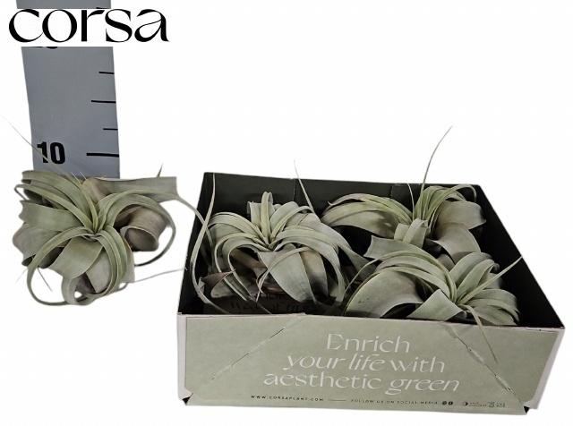 <h4>TILLANDSIA XEROGRAPH</h4>