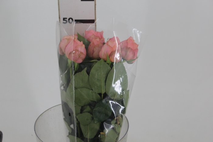 <h4>GARDEN ROMANTIC ANTIKE</h4>