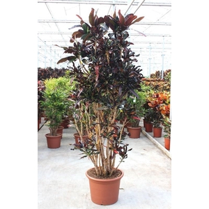 Codiaeum Mammi (Croton)