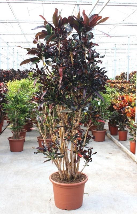 <h4>Codiaeum Mammi (Croton)</h4>