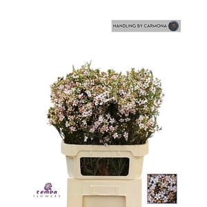 Chamelaucium Sexy Bloom