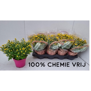 CHRYS GR BM SOSI YEL