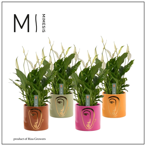 <h4>Mimesis Spathiphyllum Bellini -13 cm in Molly - Party Love</h4>