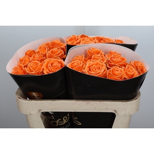 Wax-Rozen Wax Oranje w6