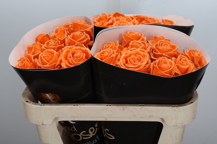 <h4>Wax-Rozen Wax Oranje w6</h4>