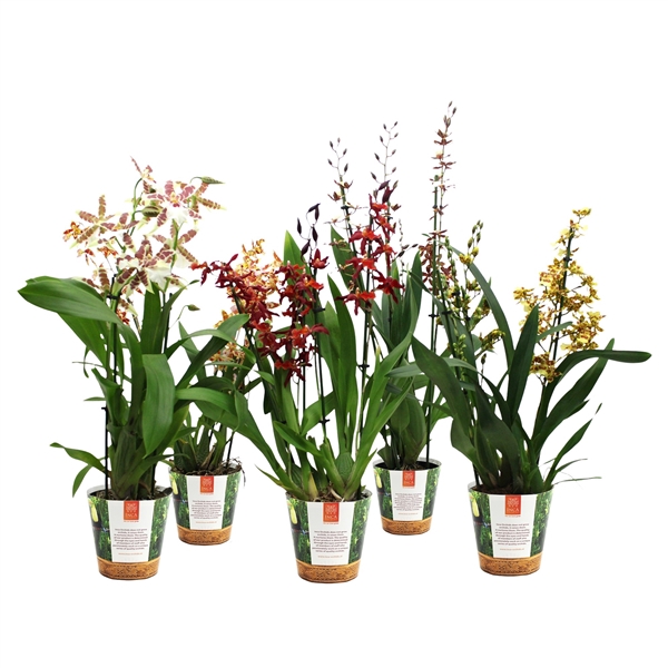 <h4>Inca Cambria mix 4+ spike in Jungle cover</h4>